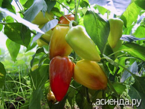 Что сажать после перца на следующий год. Что можно сажать после болгарского перца?