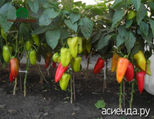 Что сажать после перца на следующий год. Что можно сажать после болгарского перца?