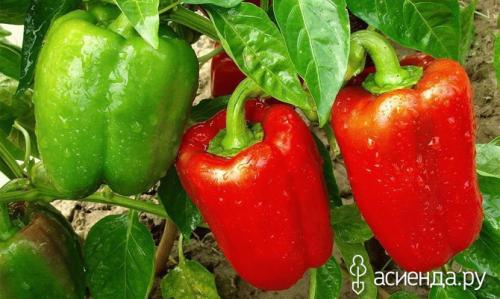 Что сажать после перца на следующий год. Что можно сажать после болгарского перца?