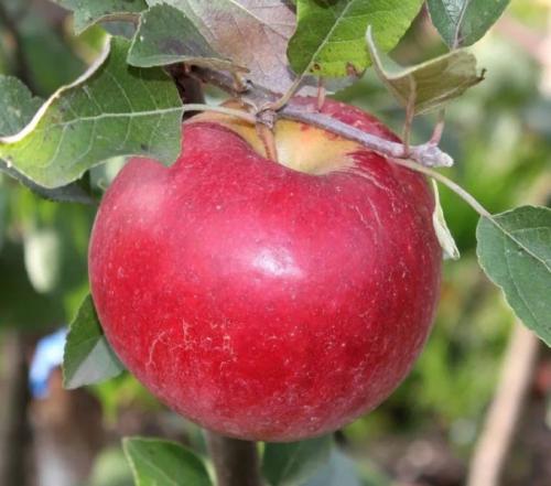 Какие плодовые деревья растут в Ленинградской области. Лучшие сорта для Северо-Западной части Ленинградской области