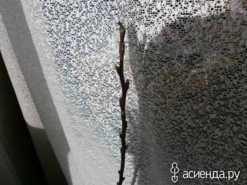 Персики в Ленинградской области. Мои экзотические растения на севере Ленинградской области