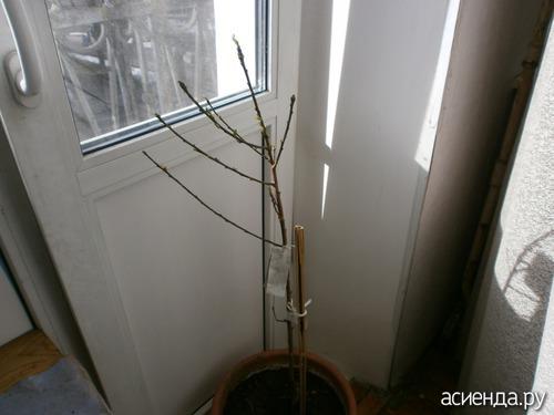 Абрикос в Ленинградской области. Краснощекий 08