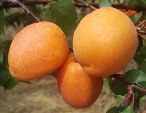 Сорта абрикоса. Сорта абрикосов – 50 сортов 2022 с фото и описанием