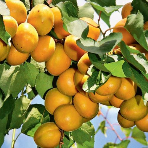 Сорта абрикоса. Сорта абрикосов – 50 сортов 2022 с фото и описанием