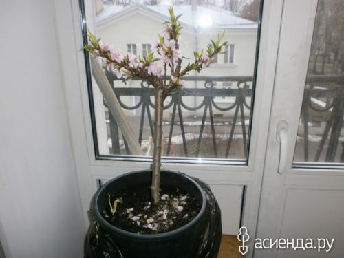 Персики в Ленинградской области. Мои экзотические растения на севере Ленинградской области