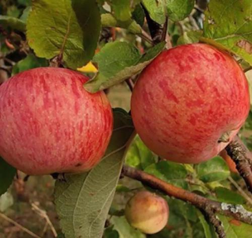 Какие плодовые деревья растут в Ленинградской области. Лучшие сорта для Северо-Западной части Ленинградской области