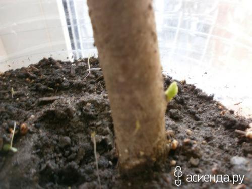 Персики в Ленинградской области. Мои экзотические растения на севере Ленинградской области