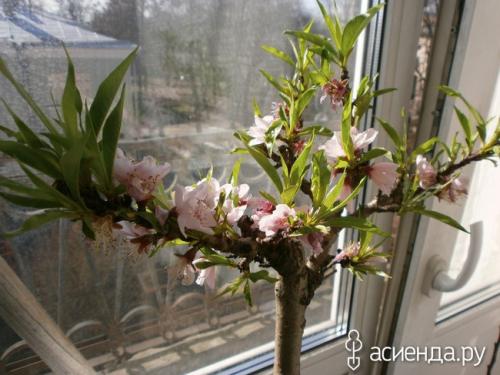 Персики в Ленинградской области. Мои экзотические растения на севере Ленинградской области