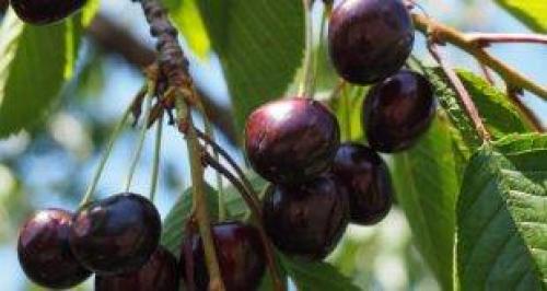 Зеленая ягода похожая на киви. prostayaferma.ru Сайт помощник фермера