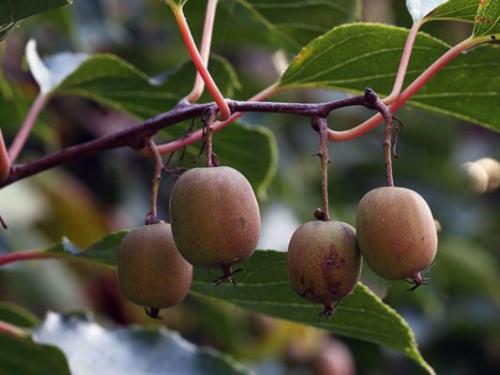 Актинидия, как растет. Биологические особенности этой актинидии