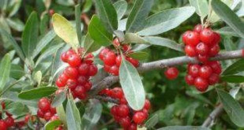 Зеленая ягода похожая на киви. prostayaferma.ru Сайт помощник фермера