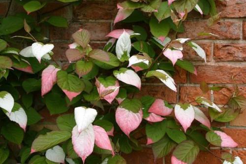 Актинидия, как растет. Биологические особенности этой актинидии