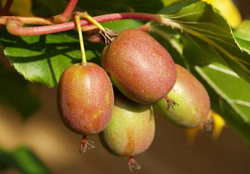 Актинидия польза. Полезные свойства