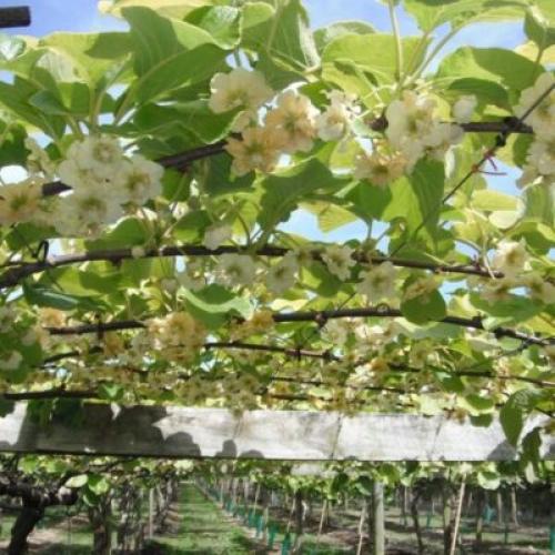 Актинидия, как растет. Биологические особенности этой актинидии