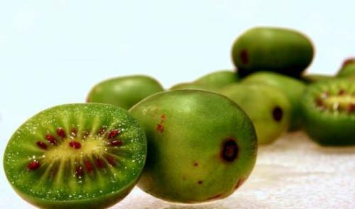 Актинидия польза. Полезные свойства