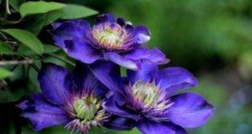 Зеленая ягода похожая на киви. prostayaferma.ru Сайт помощник фермера