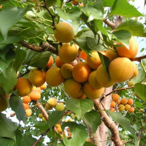 Лучшие сорта абрикосов. Лучшие сорта абрикоса 17