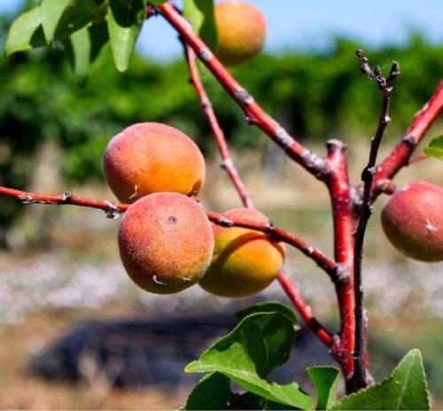 Лучшие сорта абрикоса для волгоградской области. Лучшие сорта абрикосов — самые вкусные, крупные и урожайные