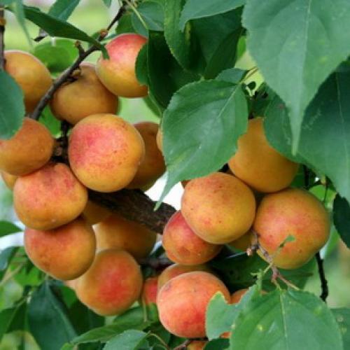 Лучшие сорта абрикосов. Лучшие сорта абрикоса 13