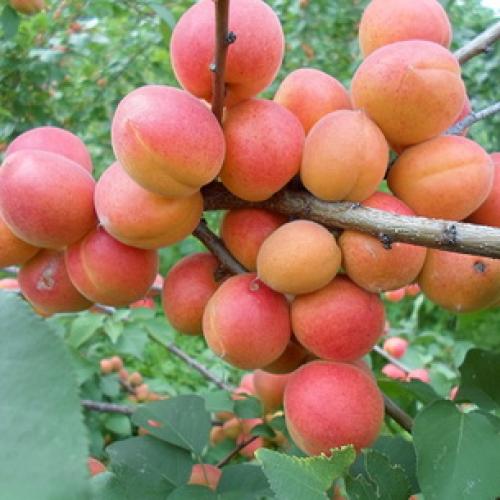 Лучшие сорта абрикосов. Лучшие сорта абрикоса 12