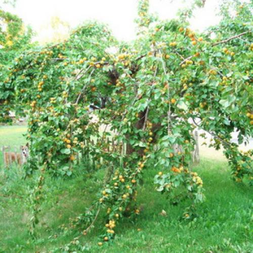 Лучшие сорта абрикосов. Лучшие сорта абрикоса 14