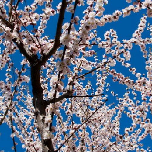 Лучшие сорта абрикосов. Лучшие сорта абрикоса 11