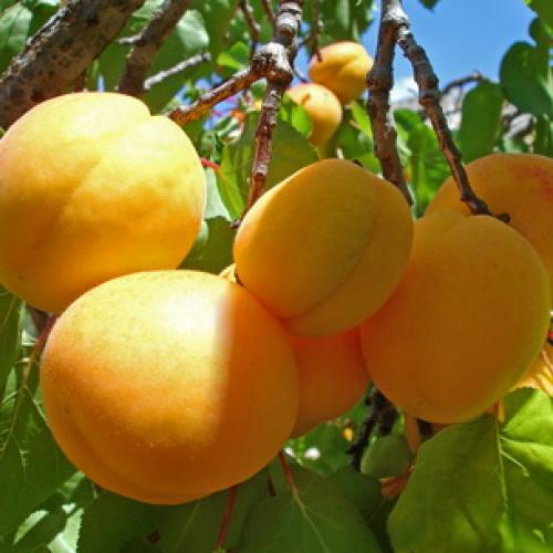 Лучшие сорта абрикосов. Лучшие сорта абрикоса 16