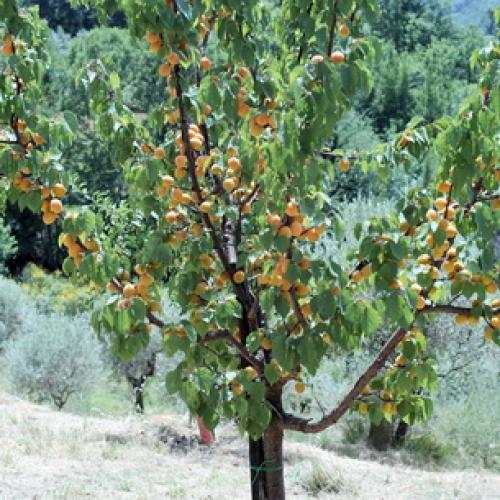 Лучшие сорта абрикосов. Лучшие сорта абрикоса 10