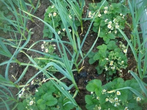 Можно ли сажать клубнику после помидор. Овощные культуры