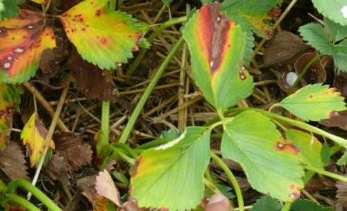 Можно ли сажать клубнику после помидор. Овощные культуры