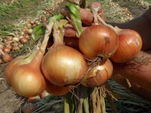 После чего сажать чеснок под зиму, чтобы он вырос крупным и здоровым