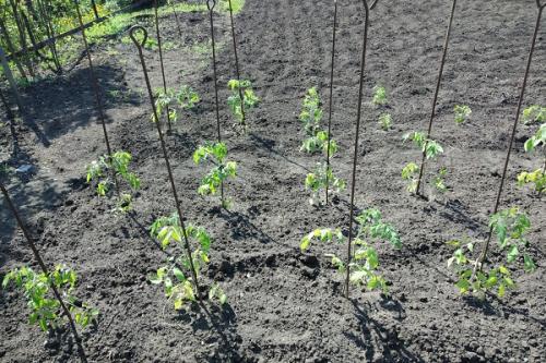 Помидоры соседство на грядке. Соседи помидоров на грядке