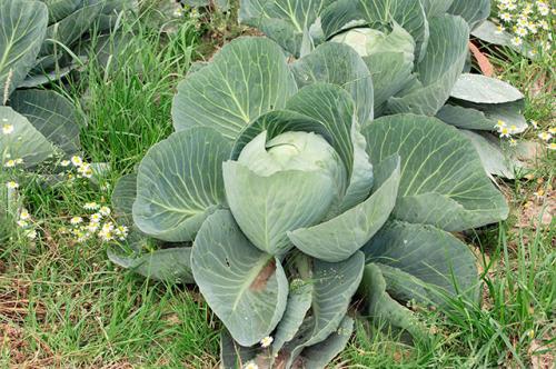 Соседство овощей на грядках. Идеальные пары для смешанных грядок: что с чем сажать на огороде