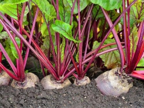 Помидоры соседство на грядке. Соседи помидоров на грядке