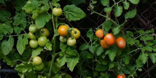 Помидоры соседство на грядке. Соседи помидоров на грядке