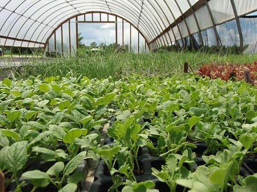 Соседство овощей в теплице. Правильные сочетания культур: что и с чем посадить в одной теплице, чтобы получить много урожая