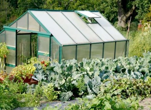 Соседство овощей в теплице. Правильные сочетания культур: что и с чем посадить в одной теплице, чтобы получить много урожая