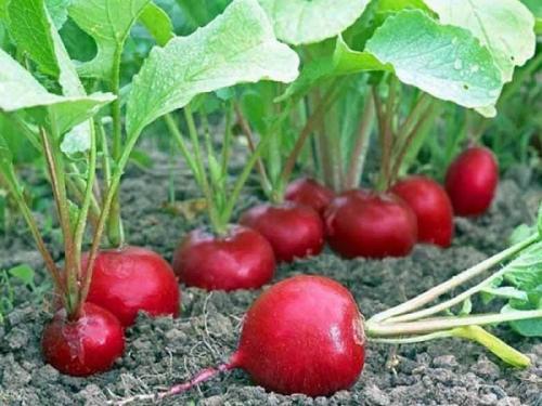 Помидоры соседство на грядке. Соседи помидоров на грядке