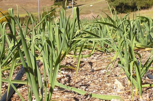 Соседство овощей на грядках. Идеальные пары для смешанных грядок: что с чем сажать на огороде