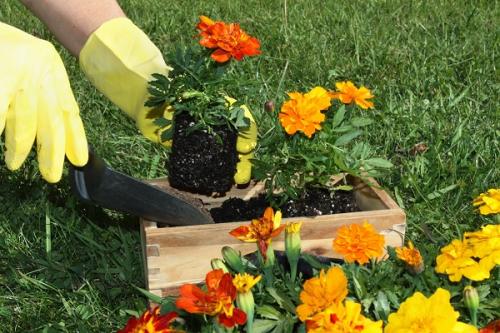 Помидоры соседство на грядке. Соседи помидоров на грядке