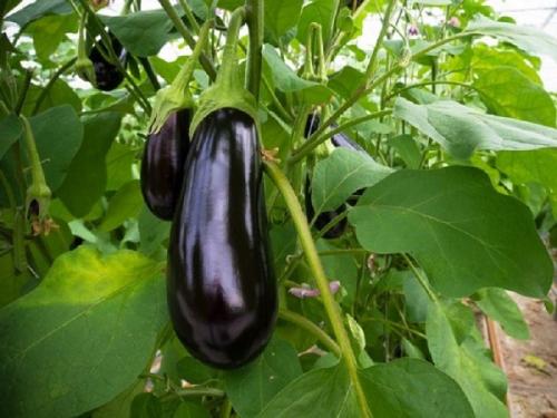 Помидоры соседство на грядке. Соседи помидоров на грядке