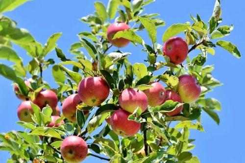 После, каких культур можно сажать малину. Соседи малины, с чем сажать рядом