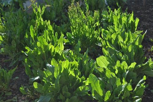 После, каких культур можно сажать малину. Соседи малины, с чем сажать рядом