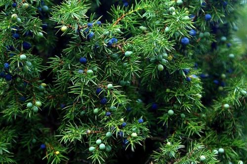 После, каких культур можно сажать малину. Соседи малины, с чем сажать рядом