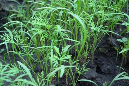 После, каких культур можно сажать малину. Соседи малины, с чем сажать рядом