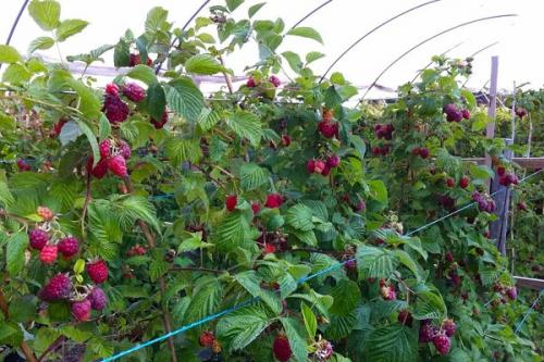 После, каких культур можно сажать малину. Соседи малины, с чем сажать рядом
