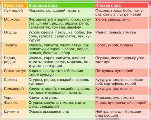 Лучшие предшественники для огурцов. Значение севооборота при посадке огурцов