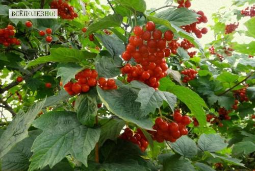 Черная калина: польза. Свойства калины для организма