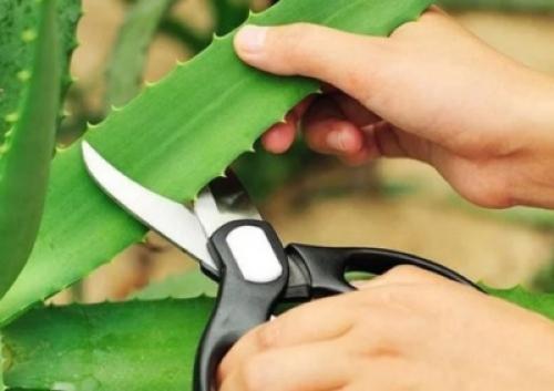 Обрезка алоэ древовидного. Как ухаживать дома за алоэ древовидным?