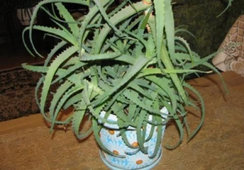 Обрезка алоэ древовидного. Как ухаживать дома за алоэ древовидным?